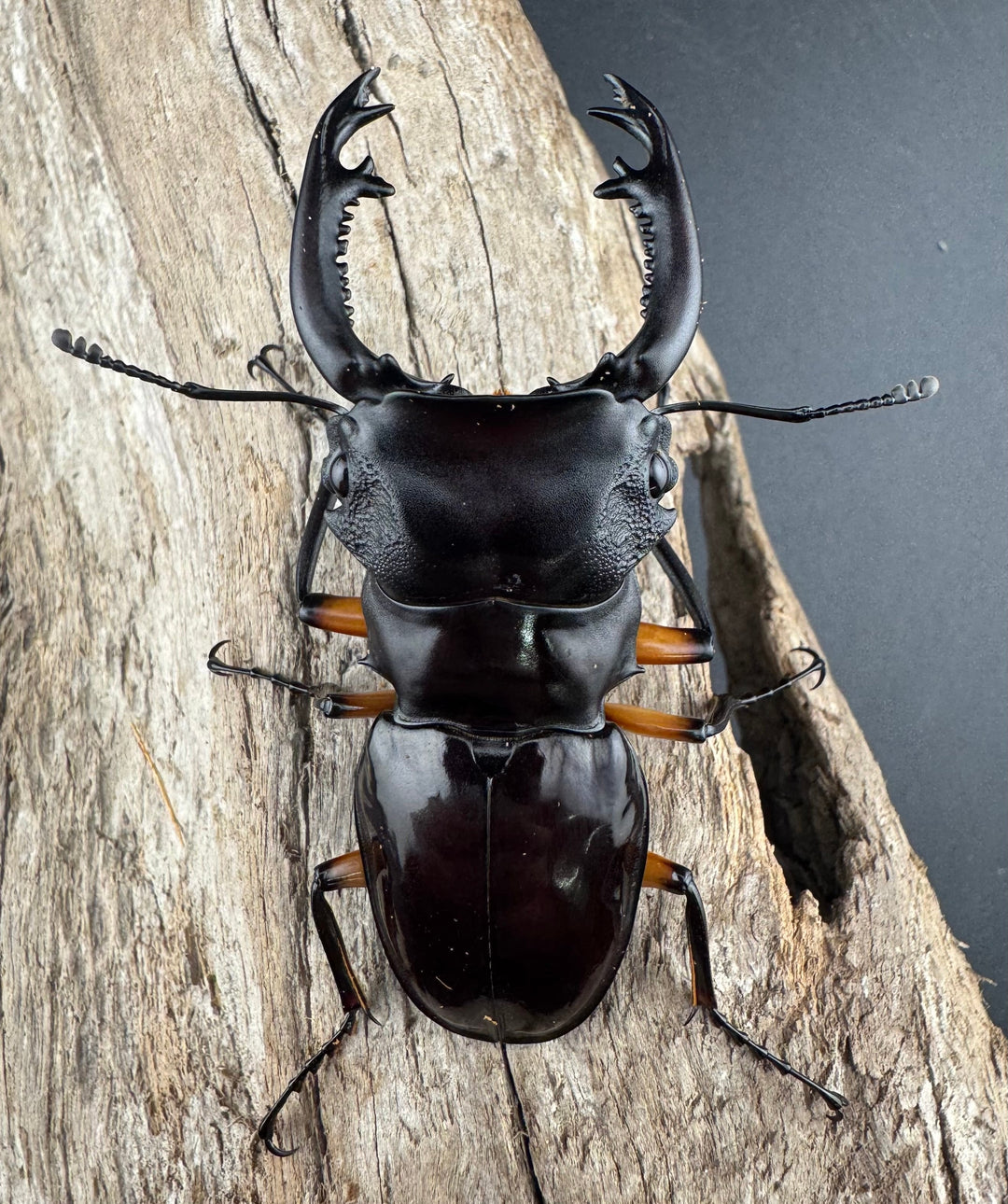 【WD】《インペリアリスツヤ亜種komorii リサル産 64.5mm ペア》