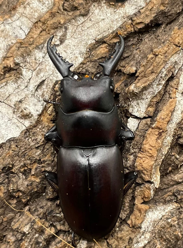 【WD】《ゲルツルードノコギリ 37mm ペア》