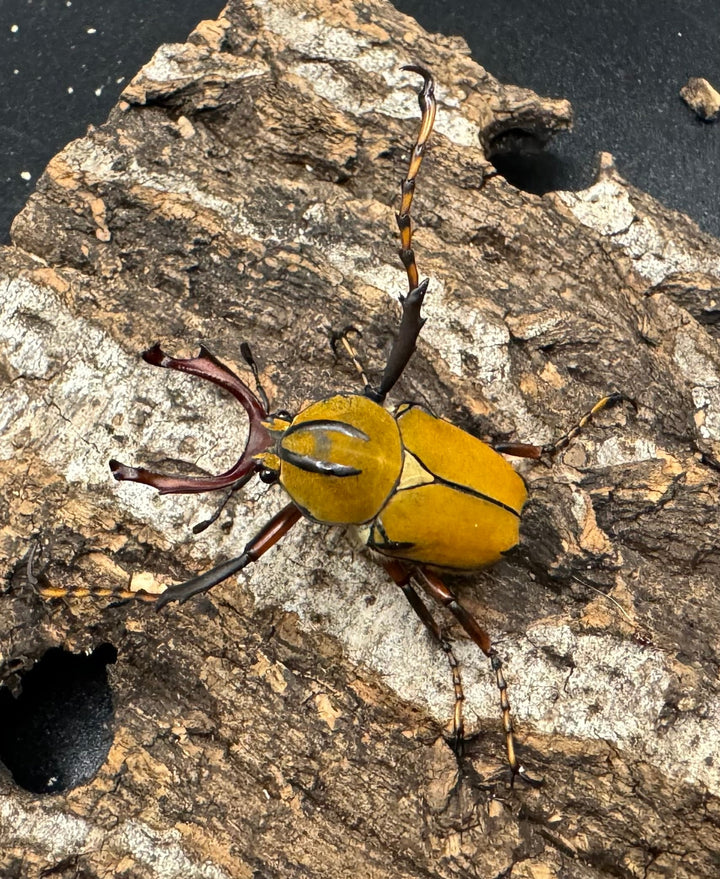 【WD】ワリックツノハナムグリ亜種bowringi ペア