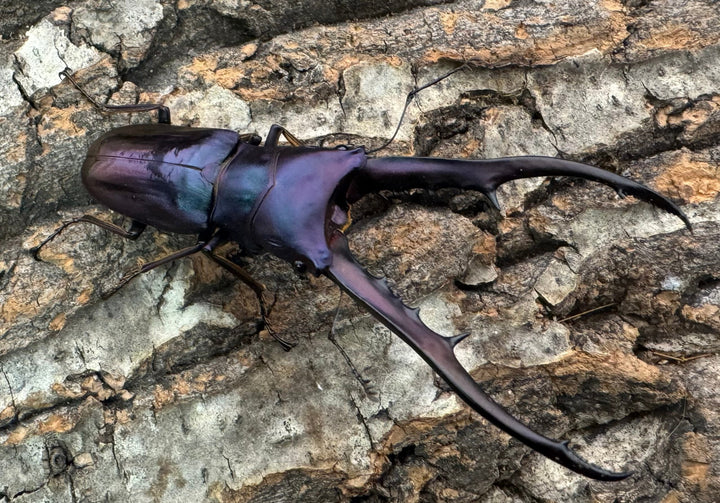 【美麗】《メタリフェルホソアカ 76mm ペア》わたくわ氏ブリード個体