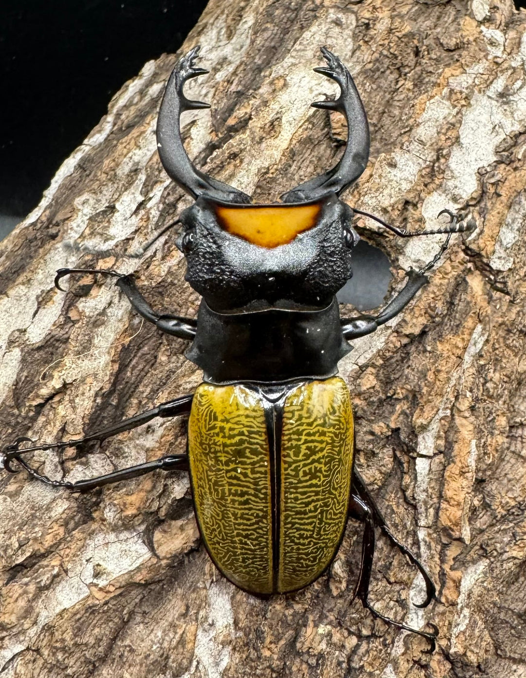 【WD】《スペクタビリスツヤクワガタ 72mm ペア》