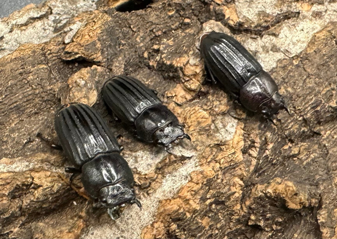 《モートゥオセスジ原名亜種 ♂♀♀♀》