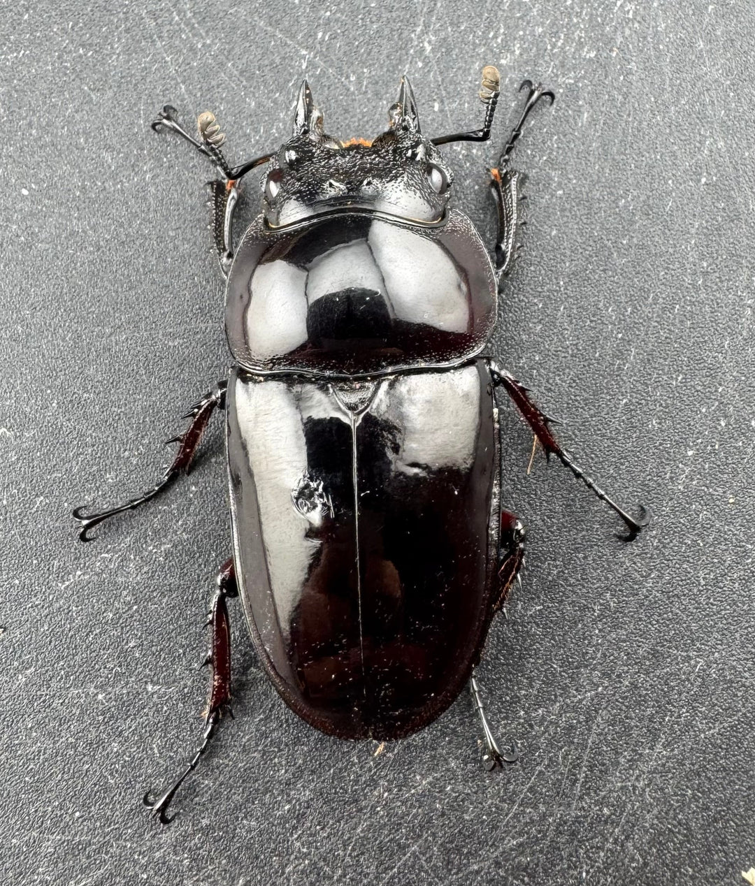 【赤目】《赤レギウスオオツヤクワガタ 魔閃紅血統 46mm ♀単》inohiro109氏ブリード個体