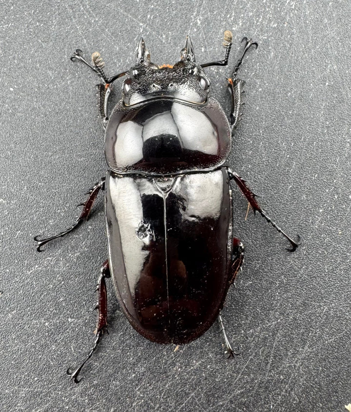 【赤目】《赤レギウスオオツヤクワガタ 魔閃紅血統 46mm ♀単》inohiro109氏ブリード個体