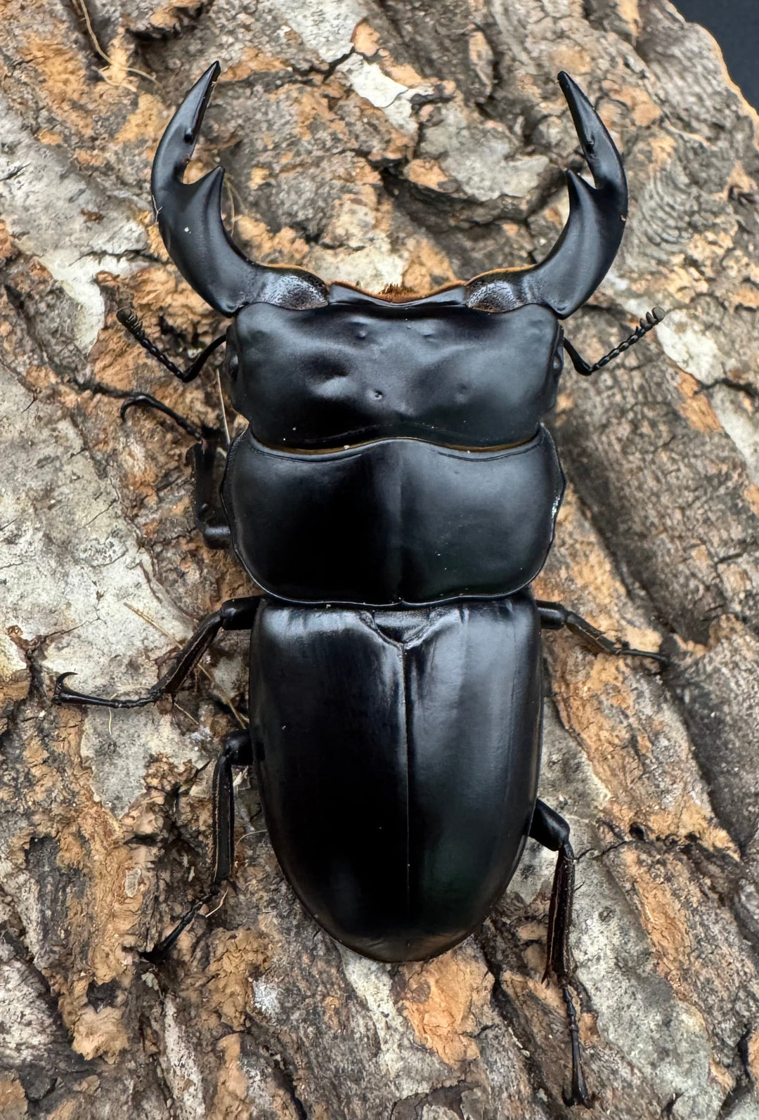 《インドアンタエウス サディア産 75.5mm ペア》