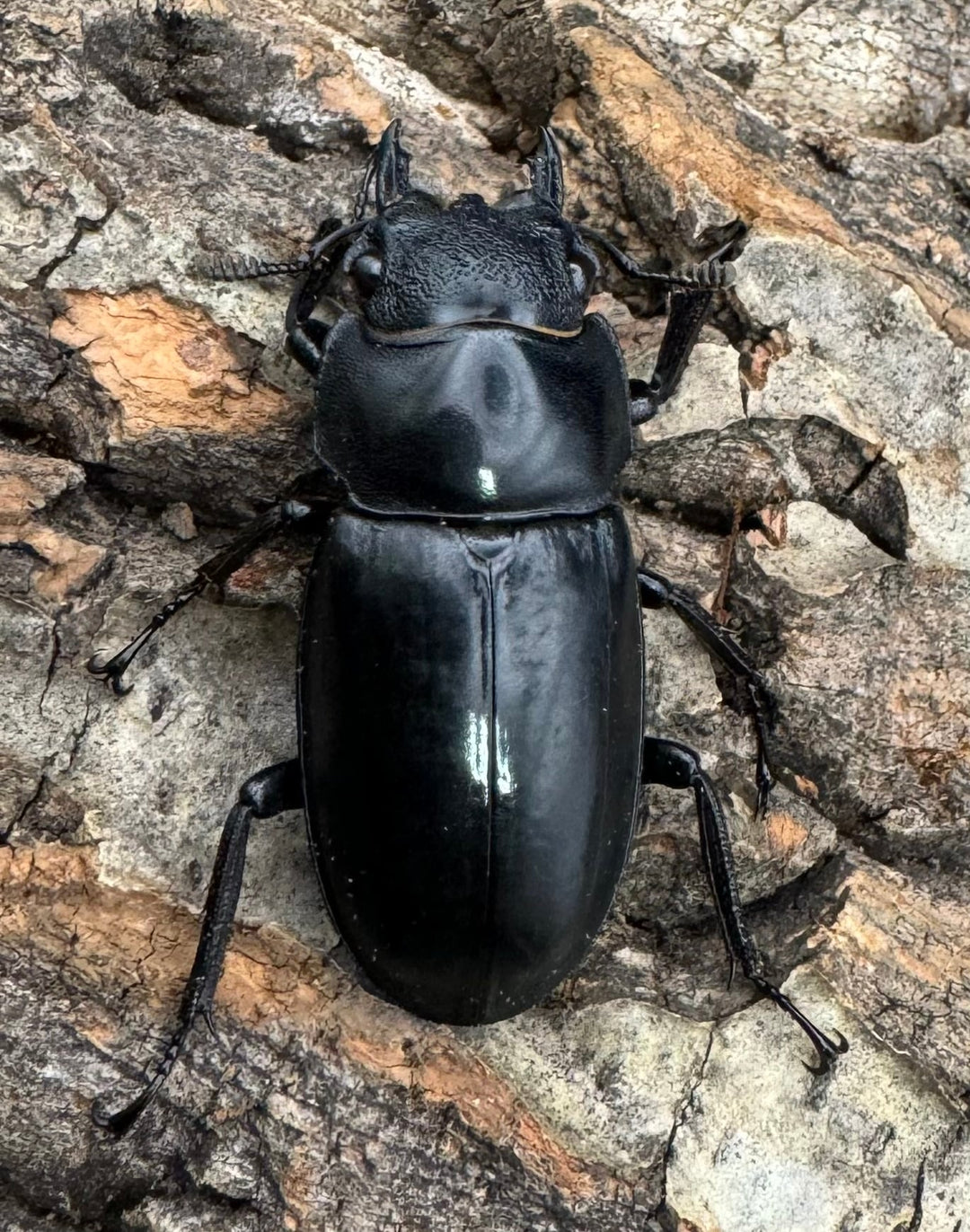 【WD】《マンディブラリスフタマタ 96.5mm ペア》