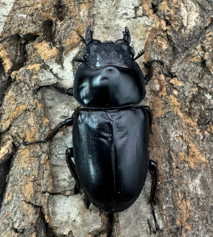 《インドアンタエウス タイガーヒル産 70.5mm ペア》