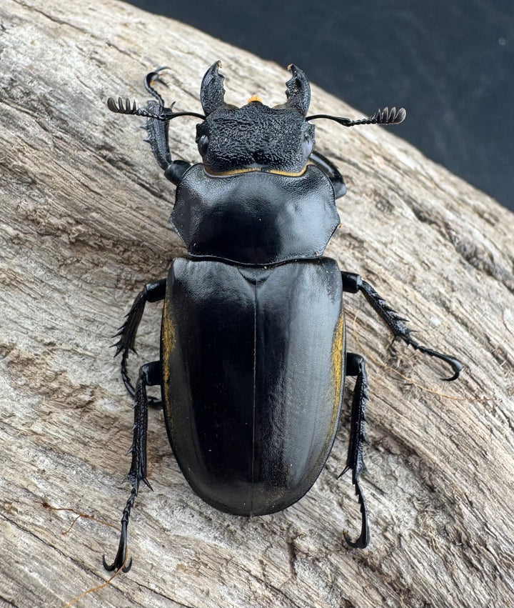 【WD】《フルキフェルミヤマ 68mm ペア》