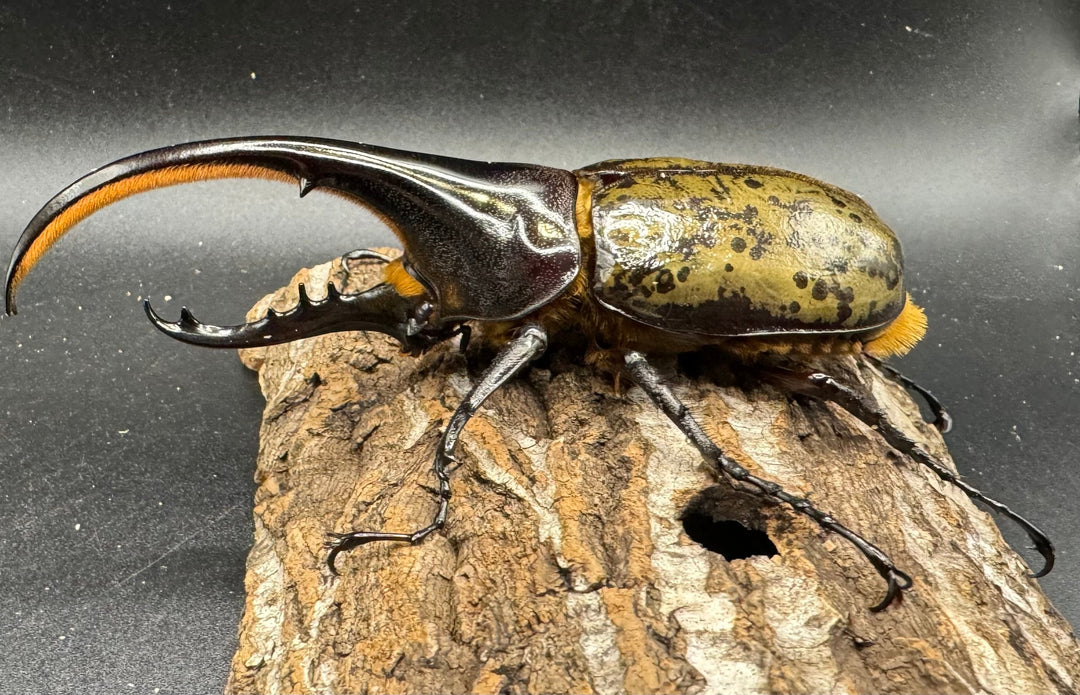 《ヘラクレス・ヘラクレス 125mm ペア》