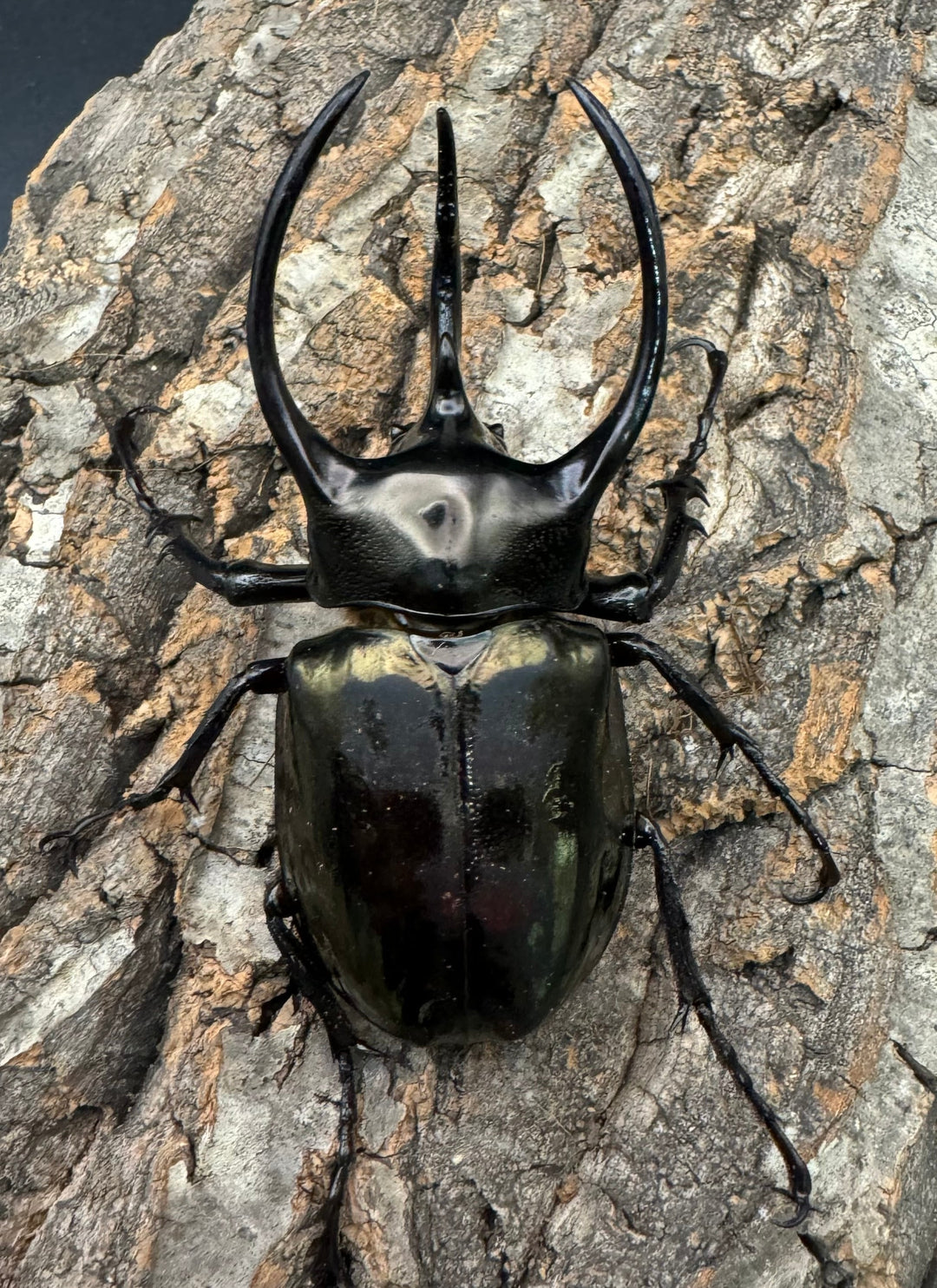 【WD】特別特価《ミンダナオアトラスオオカブト 90mmUP ペア》