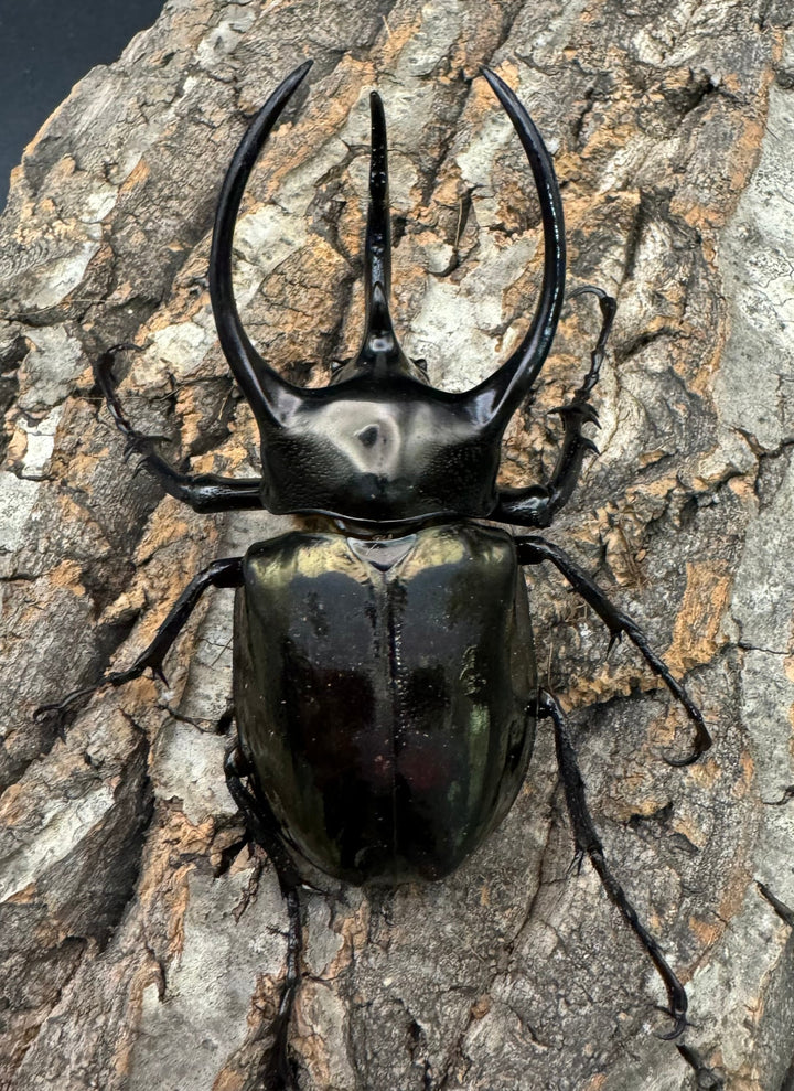 【WD】特別特価《ミンダナオアトラスオオカブト 90mmUP ペア》