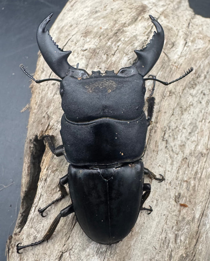 【WD】《東ペレンヒラタクワガタ 70mm ペア》