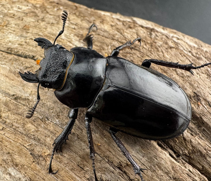 【WD】《チェンミヤマ メトク産 37mm ♀単》