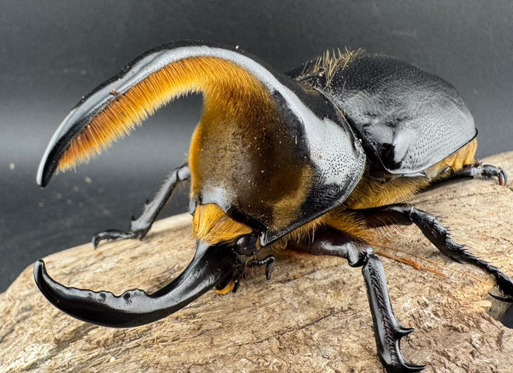 即ブリ《サタンオオカブト 99mm ペア》inohiro109氏ブリード個体