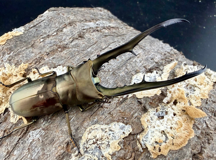 《メタリフェルホソアカ亜種イソガイ 77.5mm ペア》