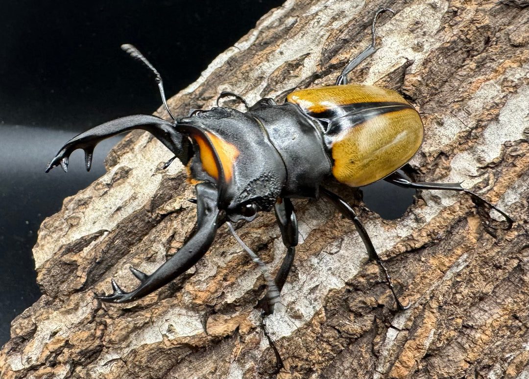 【WD】《ラコダールツヤクワガタ アチェ産 77.5mm ペア》