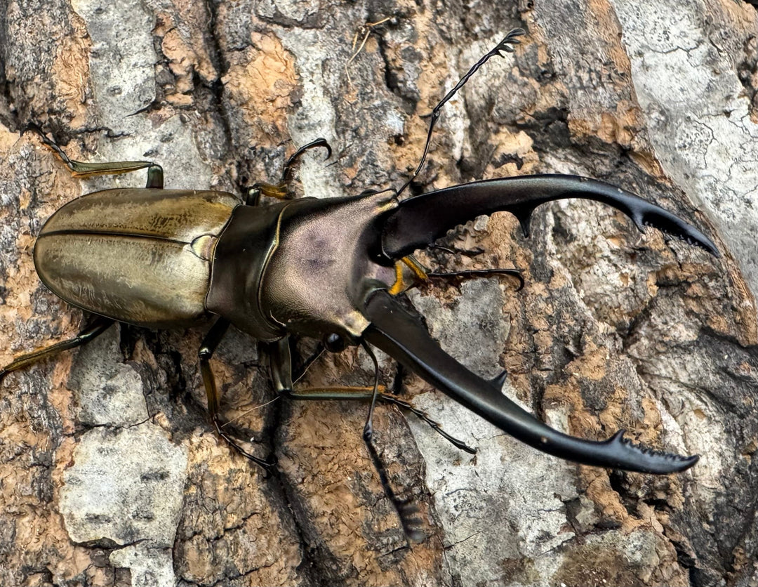 【WD】《モンタネルスホソアカクワガタ 63mm ペア》