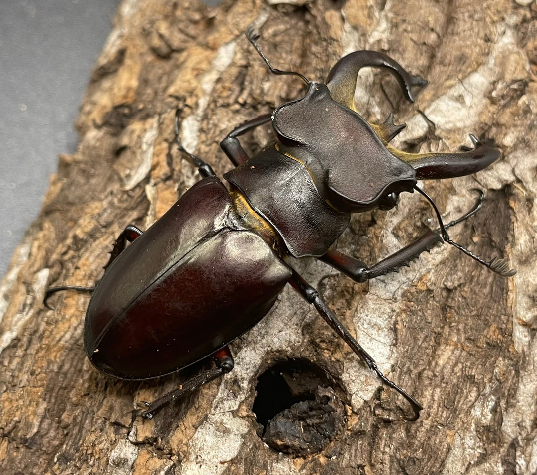 【WD】《フライミヤマクワガタ 70mm A’ペア》