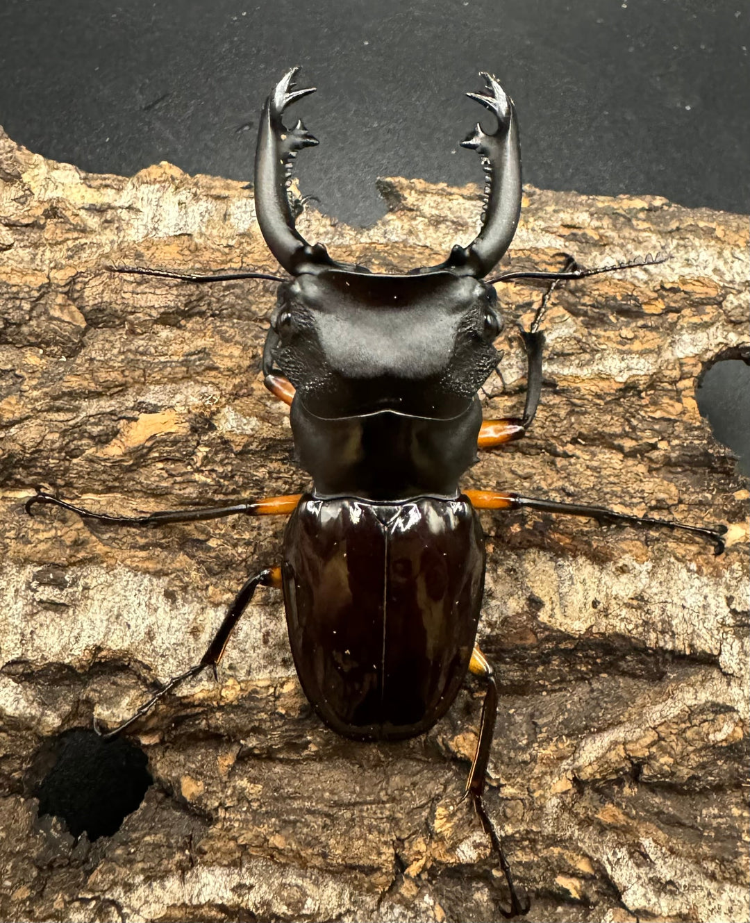 【WD】《インペリアリスツヤ亜種komorii 67mm ペア》