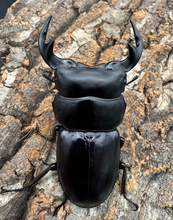 《マレーアンタエウス ドルクスマンB血統 77mm ペア》