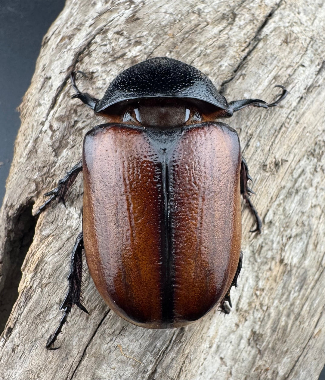 【F0】《スキットゴホンツノカブト 75mm ペア》