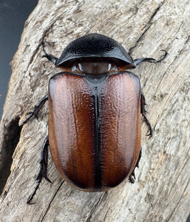 【F0】《スキットゴホンツノカブト 75mm ペア》