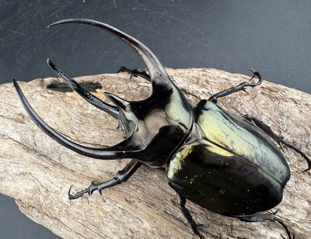 【WD】《ミンダナオアトラスオオカブト マラグサン産 97mm ペア》