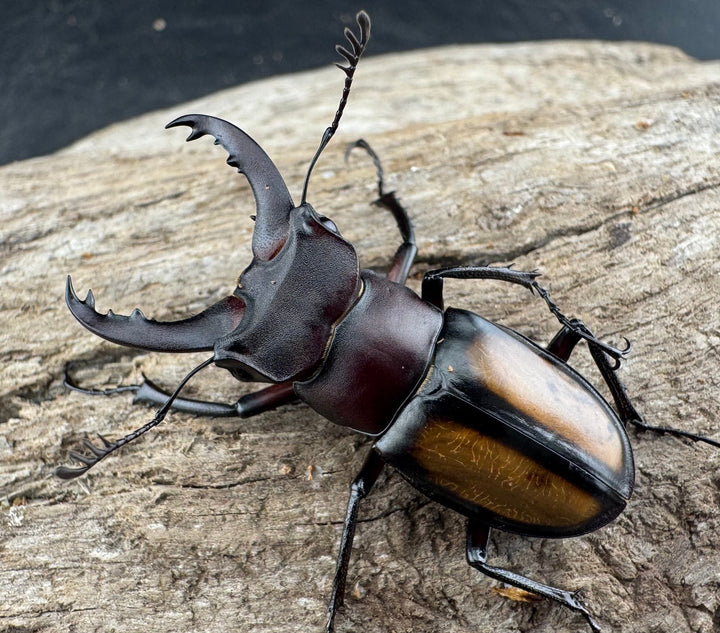 【WD】《パリーミヤマクワガタ 37mm ♂赤タイプ ペア》