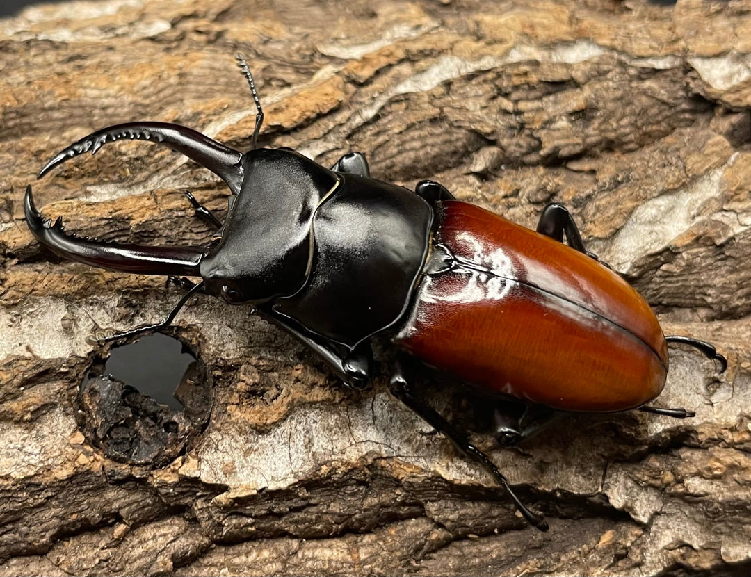 《アローコクワ亜種リエン 64mm ♂♀♀トリオ》