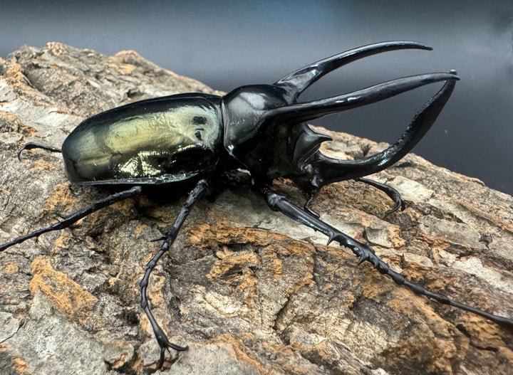 【WD】《インドアトラスオオカブト亜種マンテツ ラオス産 90mm ペア》