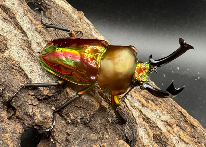 《ニジイロクワガタ 52mm ペア》