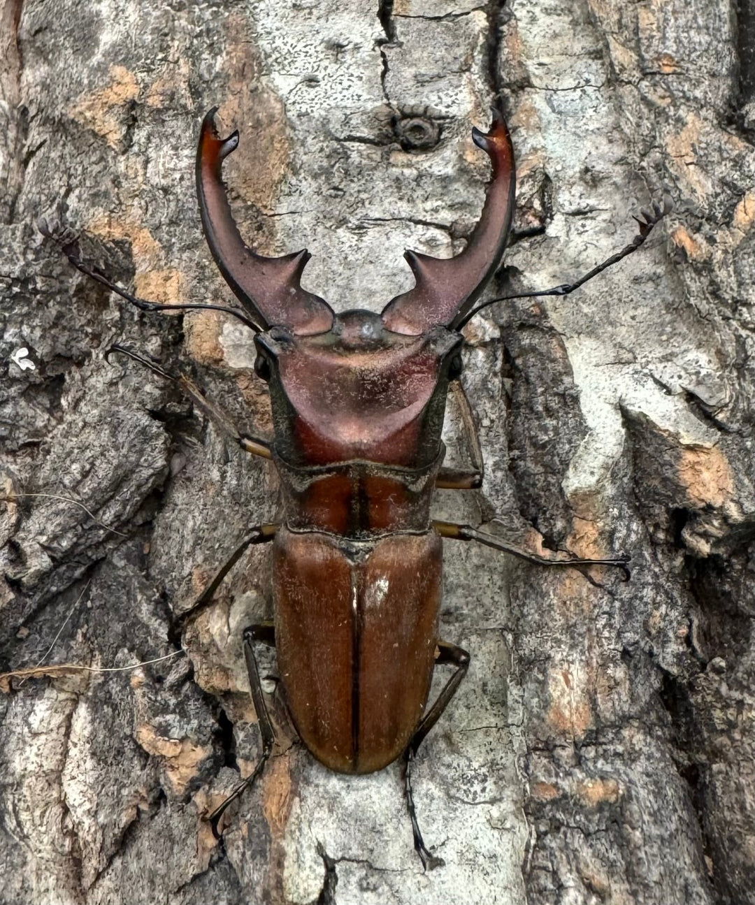 【WD】《ズベールホソアカ ミンダナオ産 46.5mm A'品ペア》