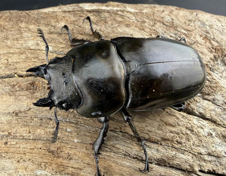 【F0】《ローゼンベルグオウゴンオニクワガタ 49mm ♀単》