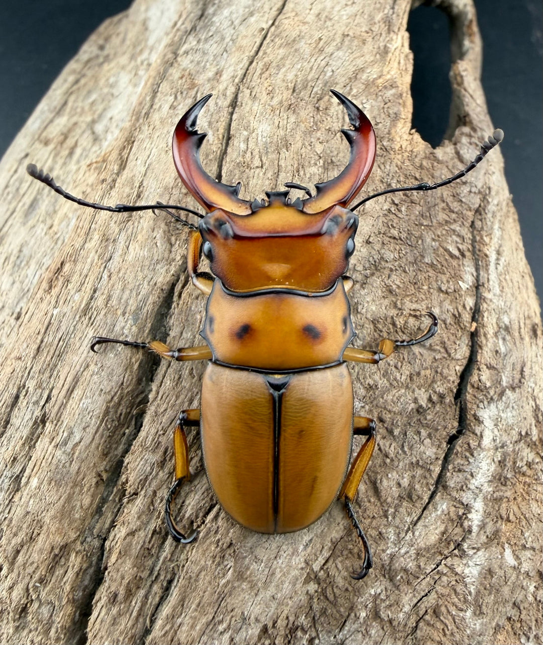 【WF1】《グラディアトールメンガタクワガタ 43.5mm ペア》