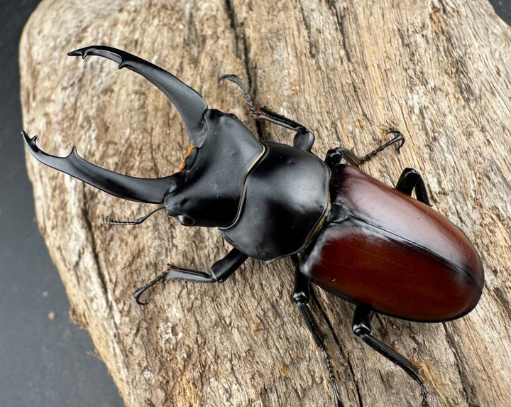 【WD】《マクレイコクワ 雲南省産 60mm ペア》