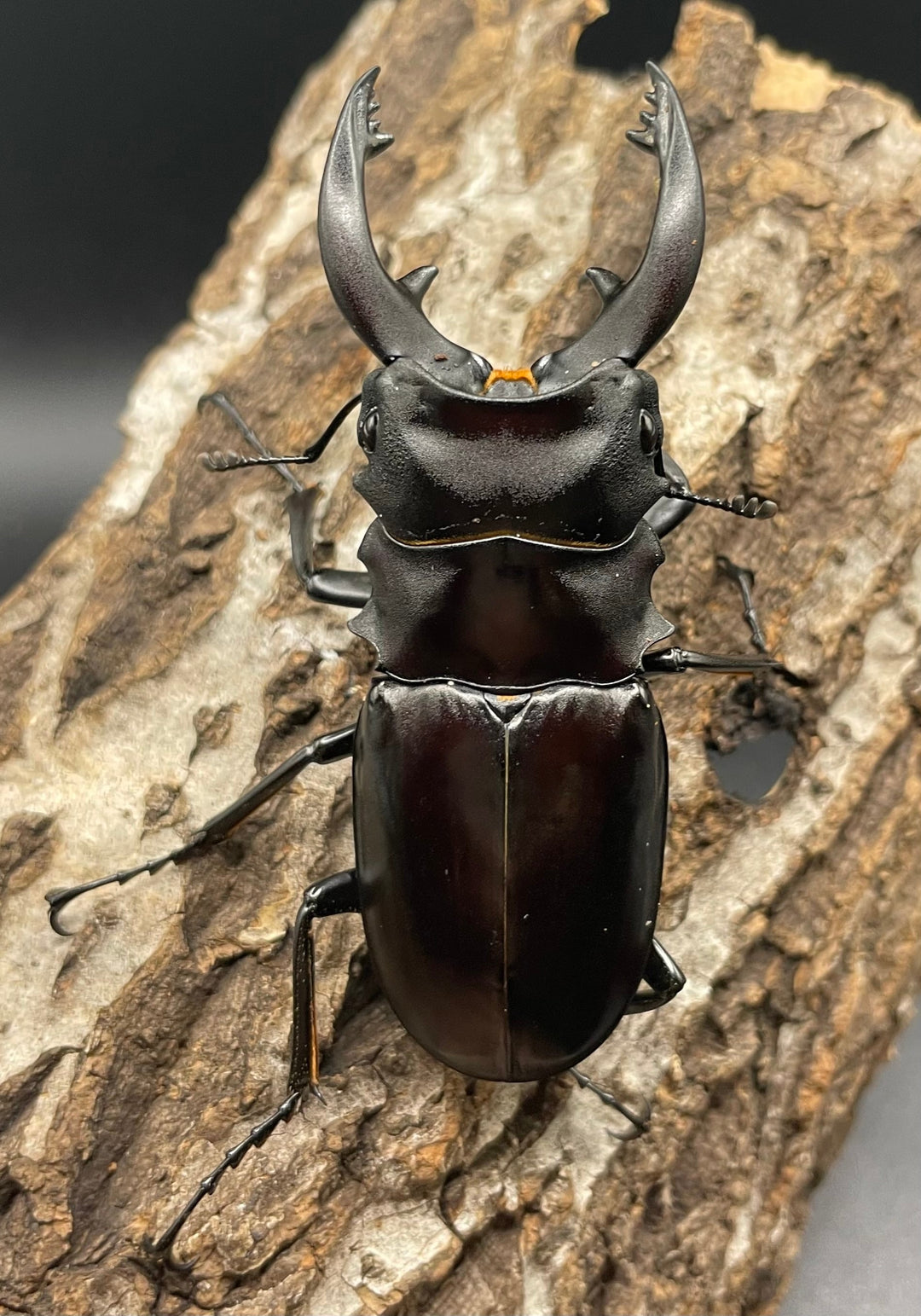 【WD】《アルケスツヤクワガタ 75mm ペア》