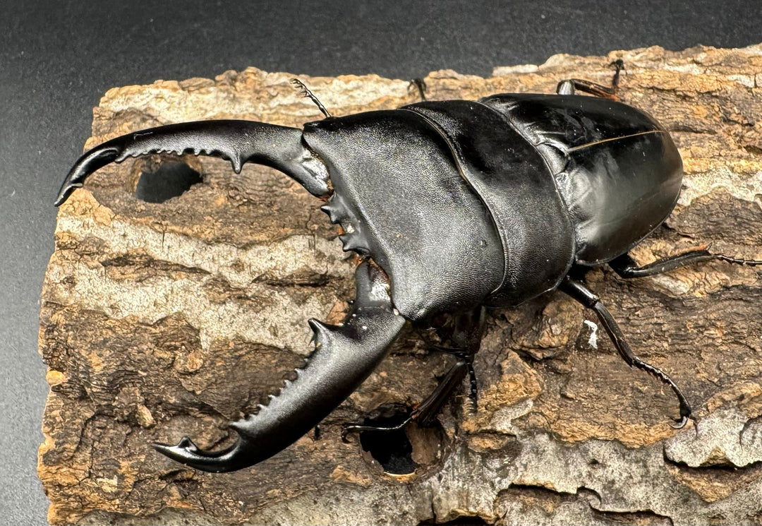 【WD】大型《ミンダナオヒラタ 91.5mmUP ペア》