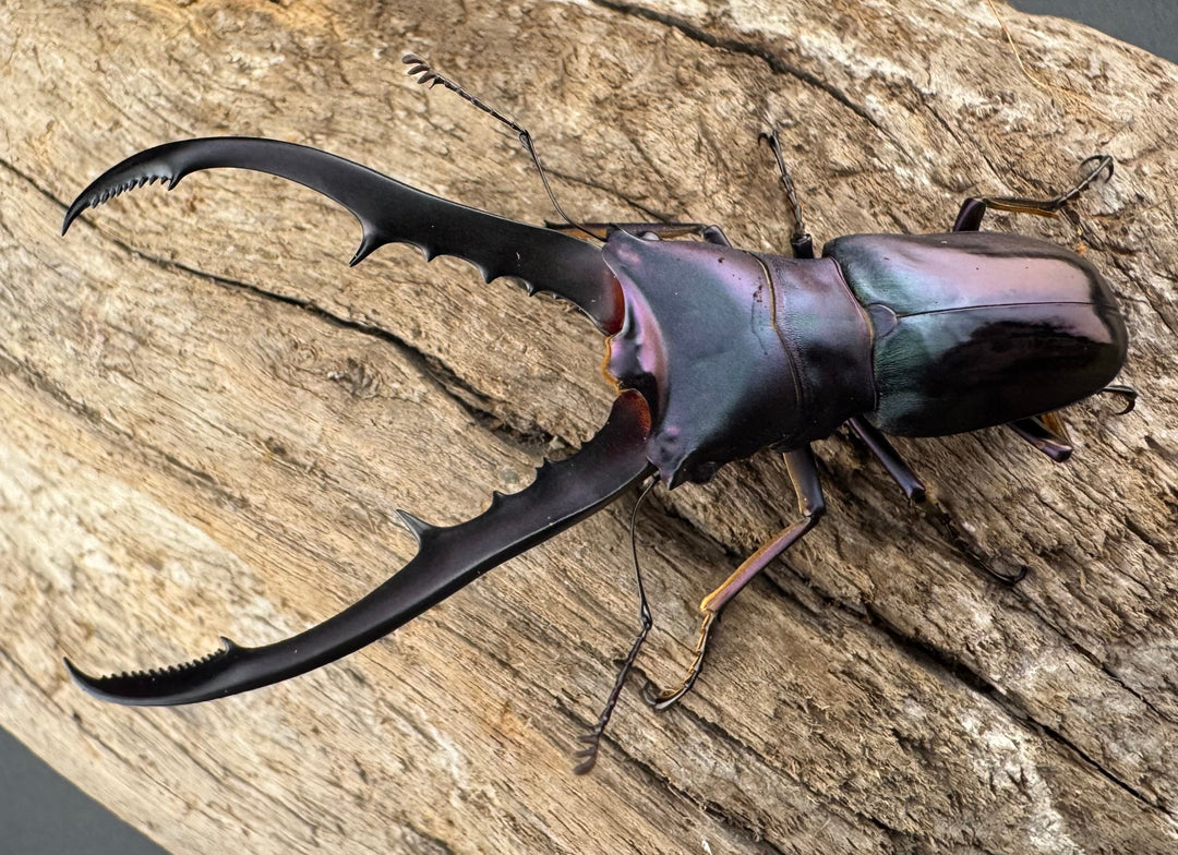 【美麗】《メタリフェルホソアカ亜種finae 65mm ペア》わたくわ氏ブリード個体