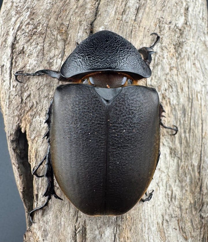 【WD】《ジャワコーカサスオオカブト 113.5mm ペア》