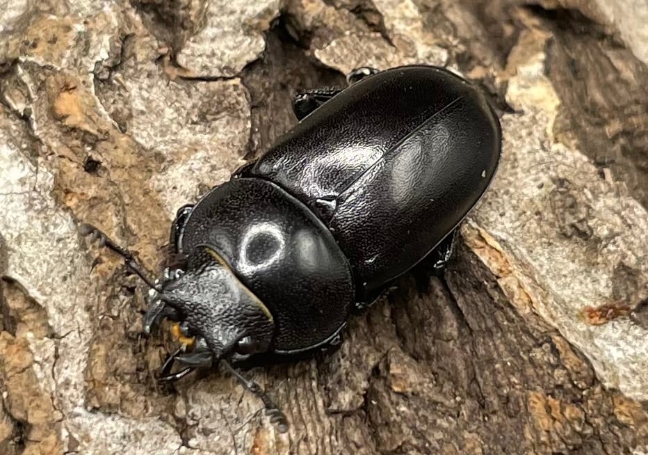 【WD】《オーエンノコギリクワガタ中国亜種melli 34.5mm ペア》