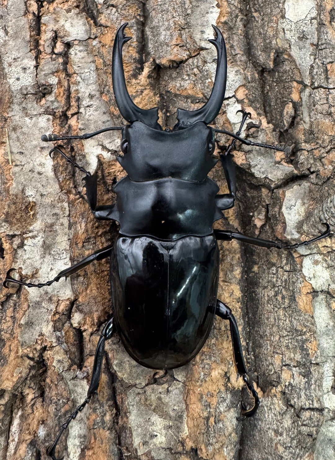 【WD】《ダールマンツヤクワガタ亜種celebensis 82mm ペア》