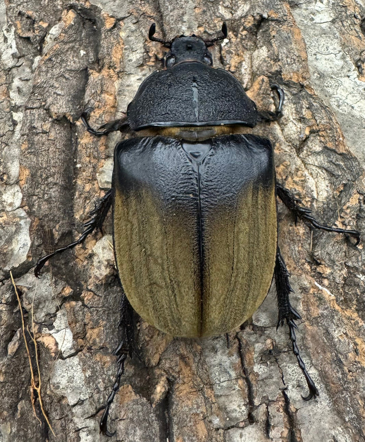 《ギアス ルンバッシャー 98mm ペア》