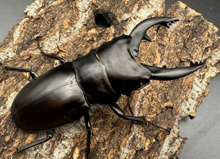 【WD】《アルケスツヤクワガタ 85mm ペア》