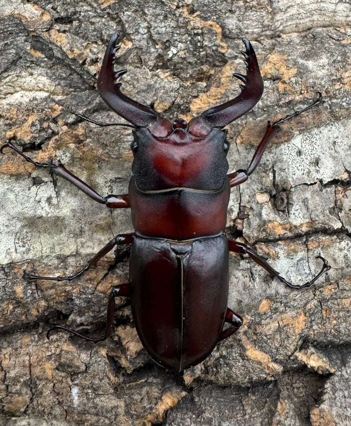《クロシマノコギリ 63mm ♂♂♀トリオ》