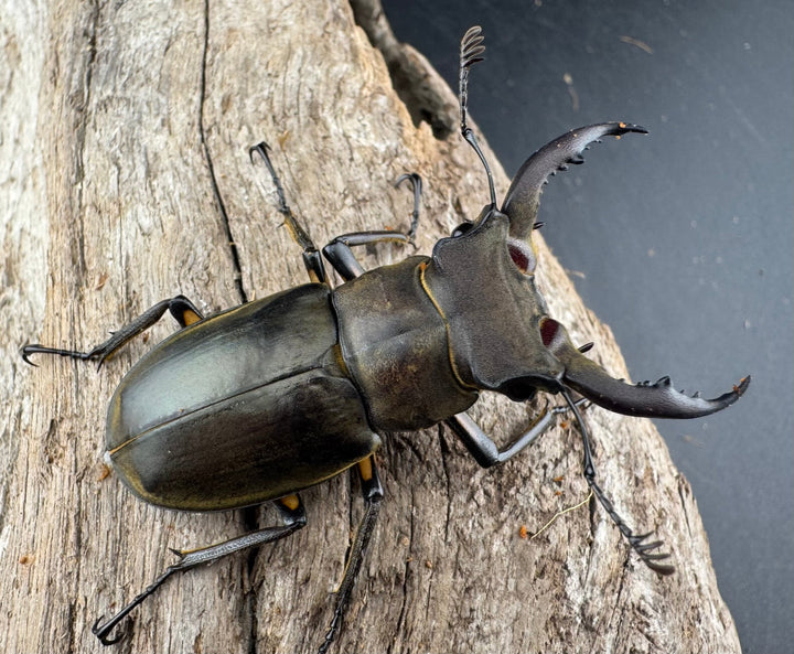 【WD】《カンターミヤマ亜種colasi 雲南省産 51mm ペア》