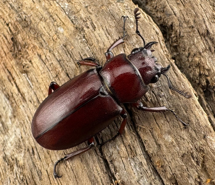 【WD】希少《カツラホソアカクワガタ 雲南省産 19mm ♀単》
