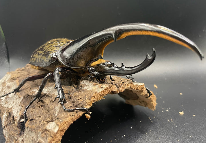 《ヘラクレス・ヘラクレス 143mm ペア》KING HERCULES氏ブリード個体