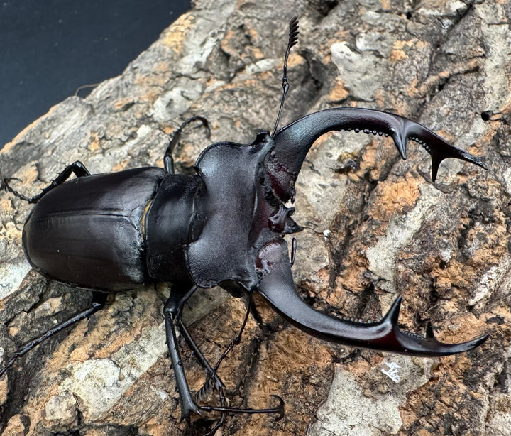 《アクベシアヌスミヤマ 80mm ペア》②