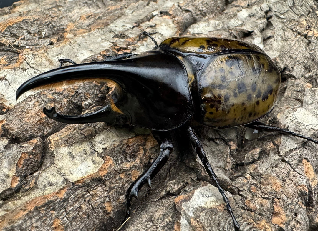 【WF2】《モロンオオカブト 85mm ペア》