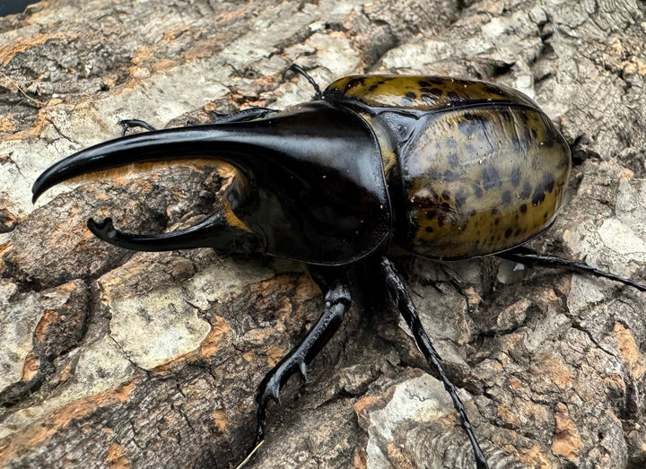 【WF2】《モロンオオカブト 85mm ペア》